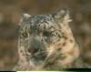 Snow Leopard (Uncia uncia)