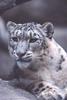 Snow Leopard (Uncia uncia)