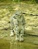 Snow Leopard (Uncia uncia)