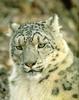 Snow Leopard (Uncia uncia)