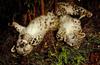 Snow Leopards (Uncia uncia)  - cubs