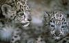 Snow Leopards (Uncia uncia)  - cubs