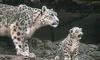 Snow Leopards (Uncia uncia)  - mother and cub