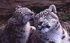 Snow Leopards (Uncia uncia)  - mother and cub