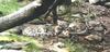 Snow Leopards (Uncia uncia)  - Bronx Zoo
