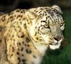 Snow Leopard (Uncia uncia)