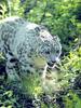 Snow Leopard (Uncia uncia)