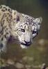 Snow Leopard (Uncia uncia)