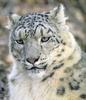 Snow Leopard (Uncia uncia)