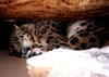 Snow Leopard (Uncia uncia)