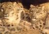 Snow Leopards (Uncia uncia)
