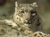 Snow Leopard (Uncia uncia)