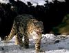 Snow Leopard (Uncia uncia)