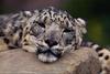 Snow Leopard (Uncia uncia)