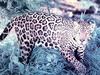 Jaguar (Panthera onca)