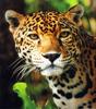 Jaguar (Panthera onca)