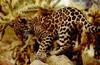 Jaguar (Panthera onca)  - cub