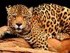 Jaguar (Panthera onca)