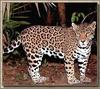 Jaguar (Panthera onca)