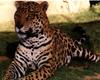 Jaguar (Panthera onca)