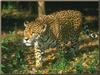 Jaguar (Panthera onca)