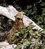 Jaguar (Panthera onca)