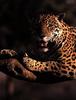 Jaguar (Panthera onca)