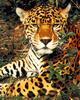 Jaguar (Panthera onca)