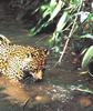 Jaguar (Panthera onca)