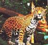 Jaguar (Panthera onca)