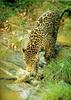 Jaguar (Panthera onca)  going to drink