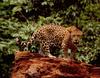 Jaguar (Panthera onca)