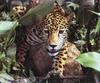 Jaguar (Panthera onca)