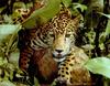 Jaguar (Panthera onca)