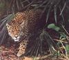 Jaguar (Panthera onca)