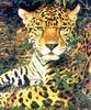 Jaguar (Panthera onca)