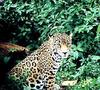 Jaguar (Panthera onca)