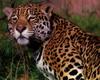 Jaguar (Panthera onca)