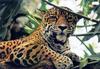 Jaguar (Panthera onca)