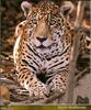 Jaguar (Panthera onca)