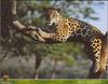 Jaguar (Panthera onca)