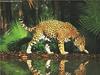 Jaguar (Panthera onca)