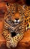 Jaguar (Panthera onca)