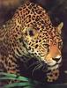 Jaguar (Panthera onca)