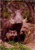 Warthogs (Phacochoerus aethiopicus)  - mother and piglets