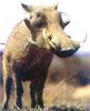 Warthog (Phacochoerus aethiopicus)