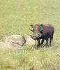 Warthog (Phacochoerus aethiopicus)