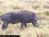 Warthog (Phacochoerus aethiopicus)