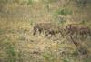 Warthogs (Phacochoerus aethiopicus)