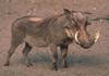 Warthog (Phacochoerus aethiopicus)